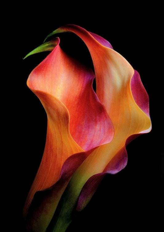 variant-21x30_no-margin