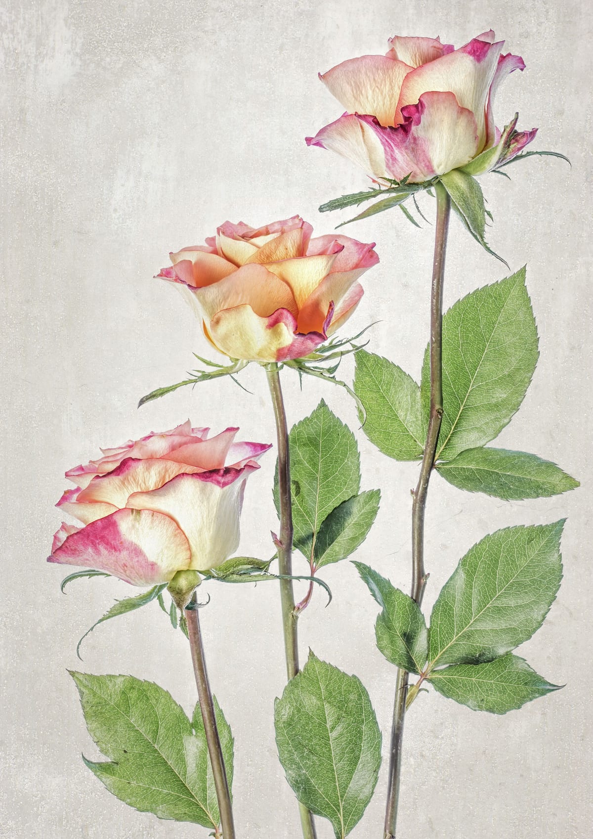 variant-21x30_no-margin
