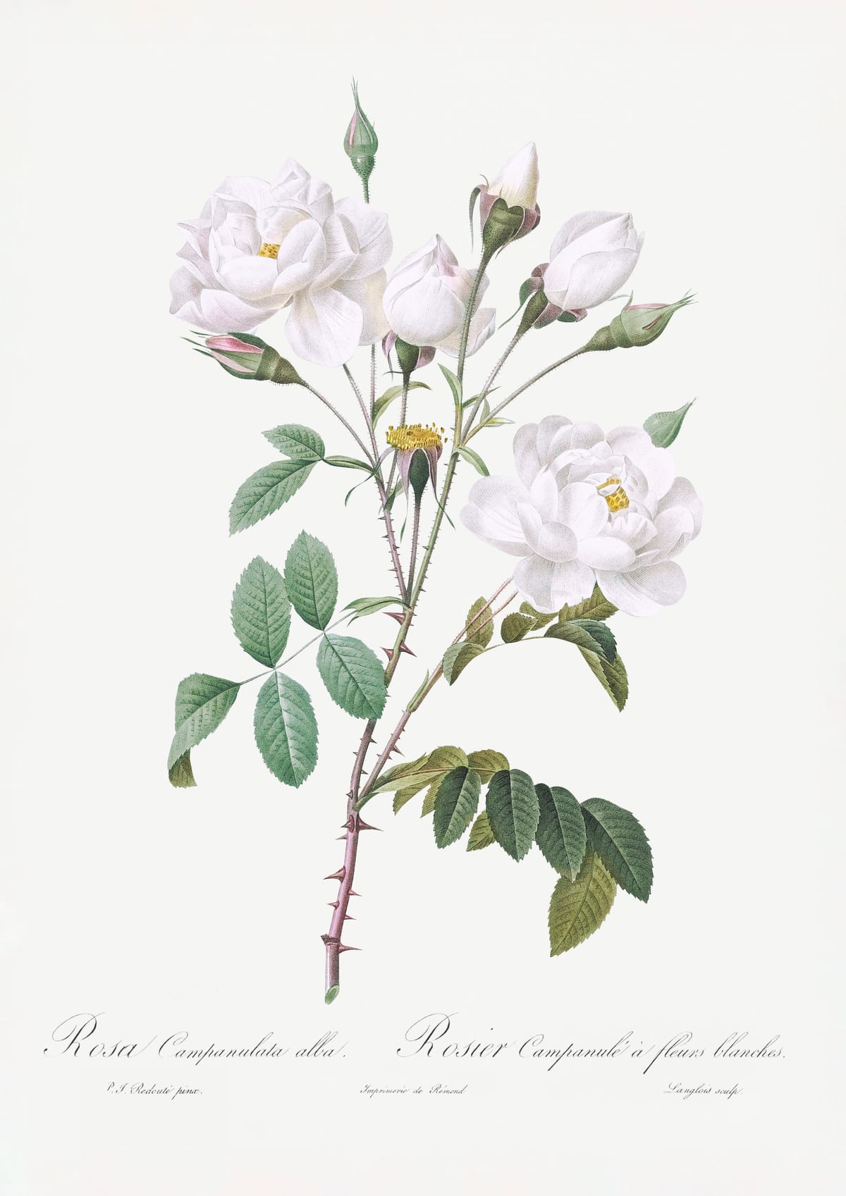 variant-21x30_no-margin