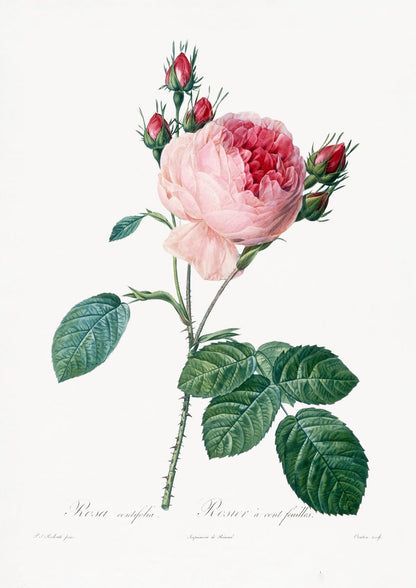 variant-21x30_no-margin