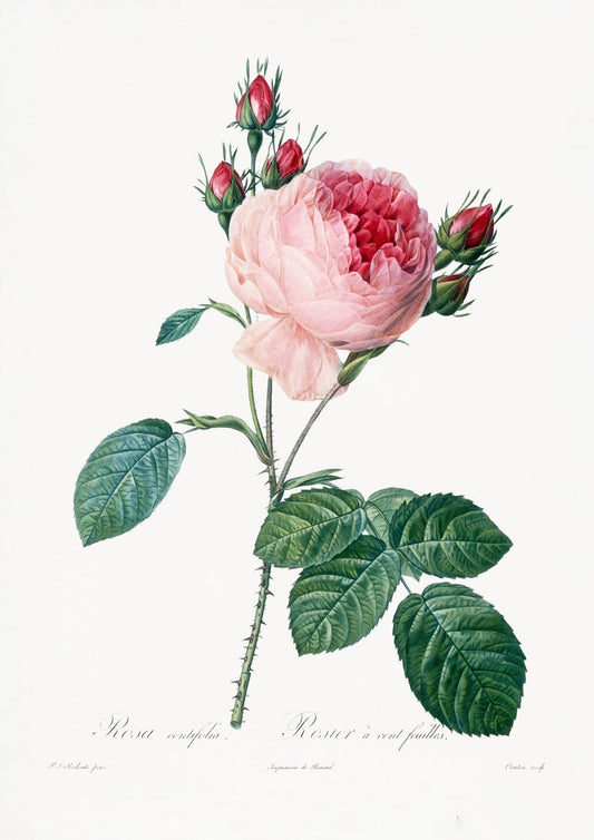 variant-21x30_no-margin