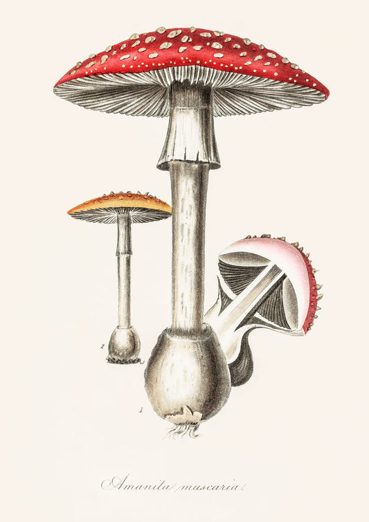 variant-21x30_no-margin