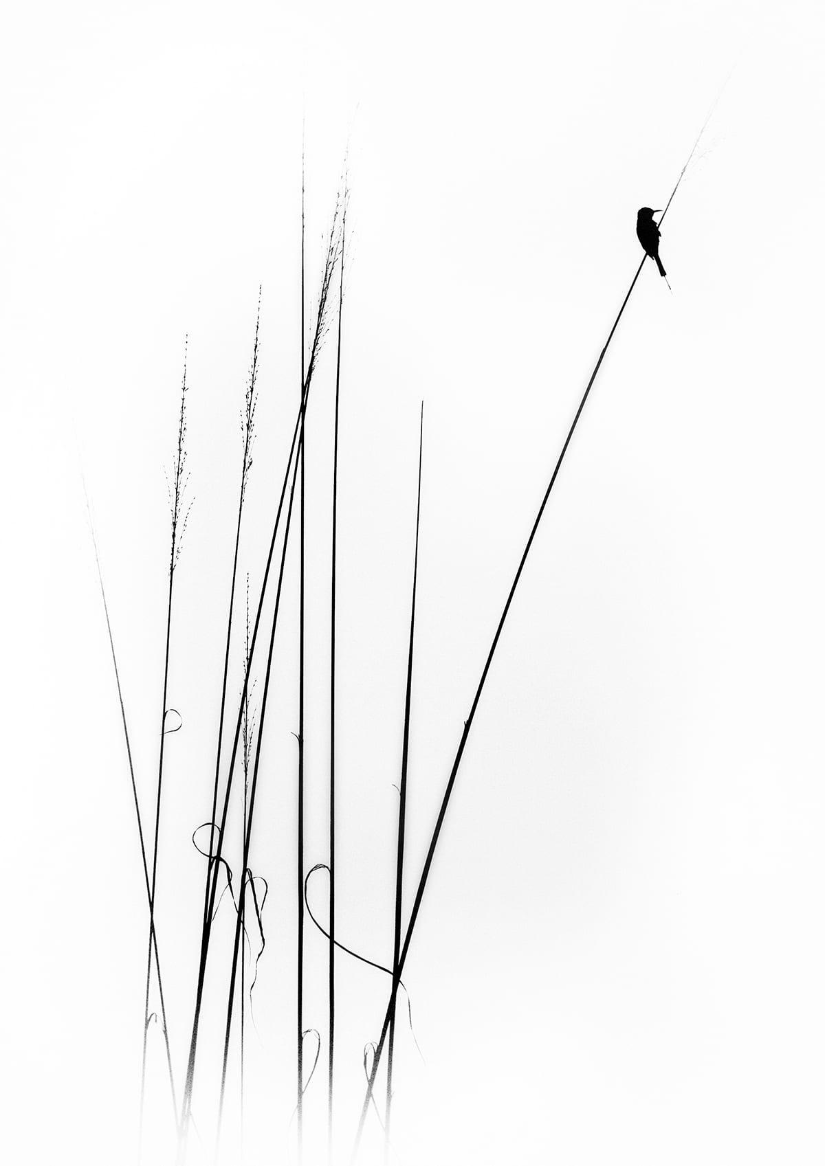 variant-21x30_no-margin