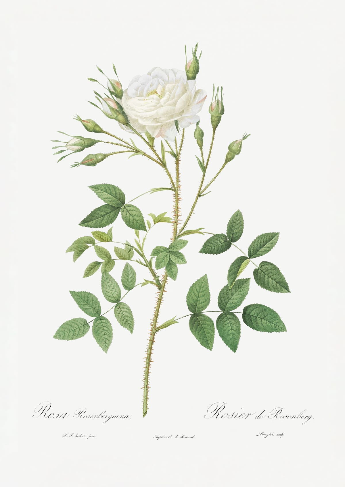 variant-21x30_no-margin