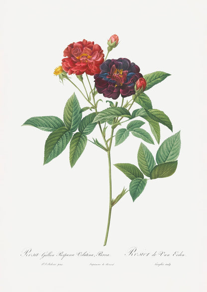 variant-21x30_no-margin