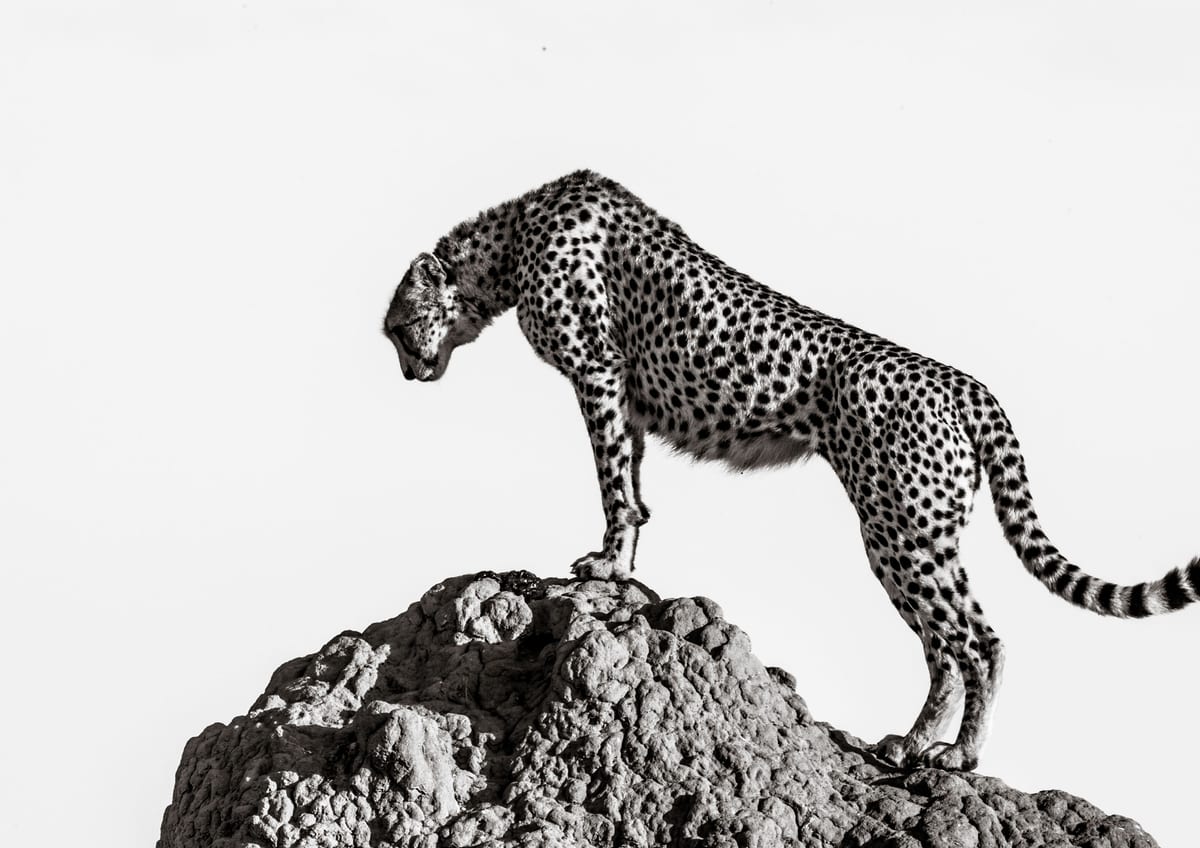 variant-21x30_no-margin