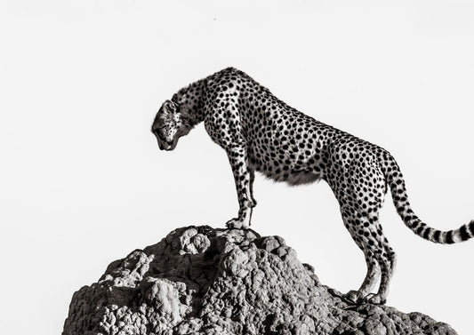 variant-21x30_no-margin