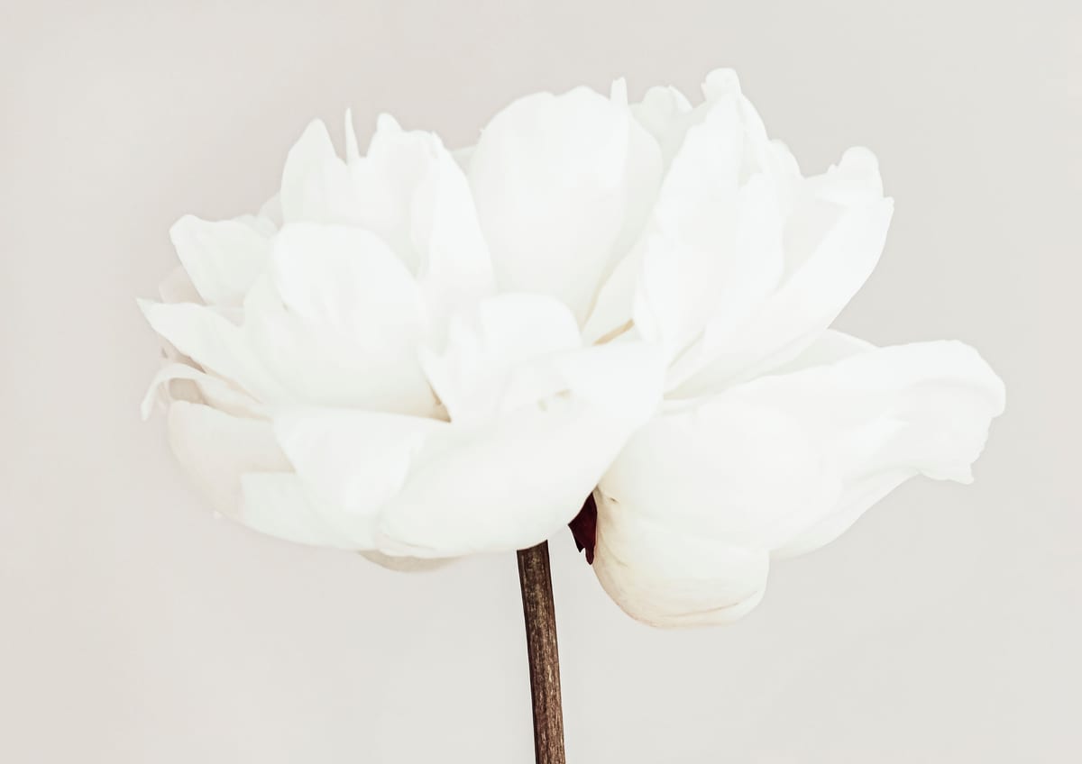 variant-21x30_no-margin