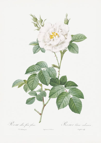 variant-21x30_no-margin