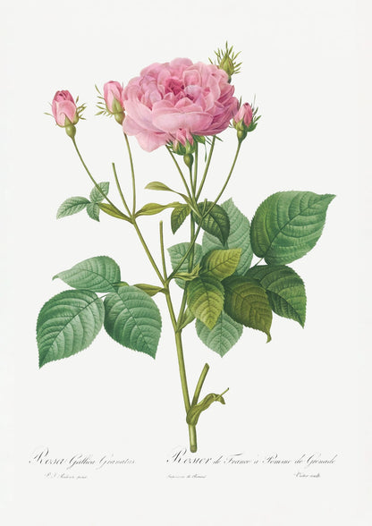variant-21x30_no-margin
