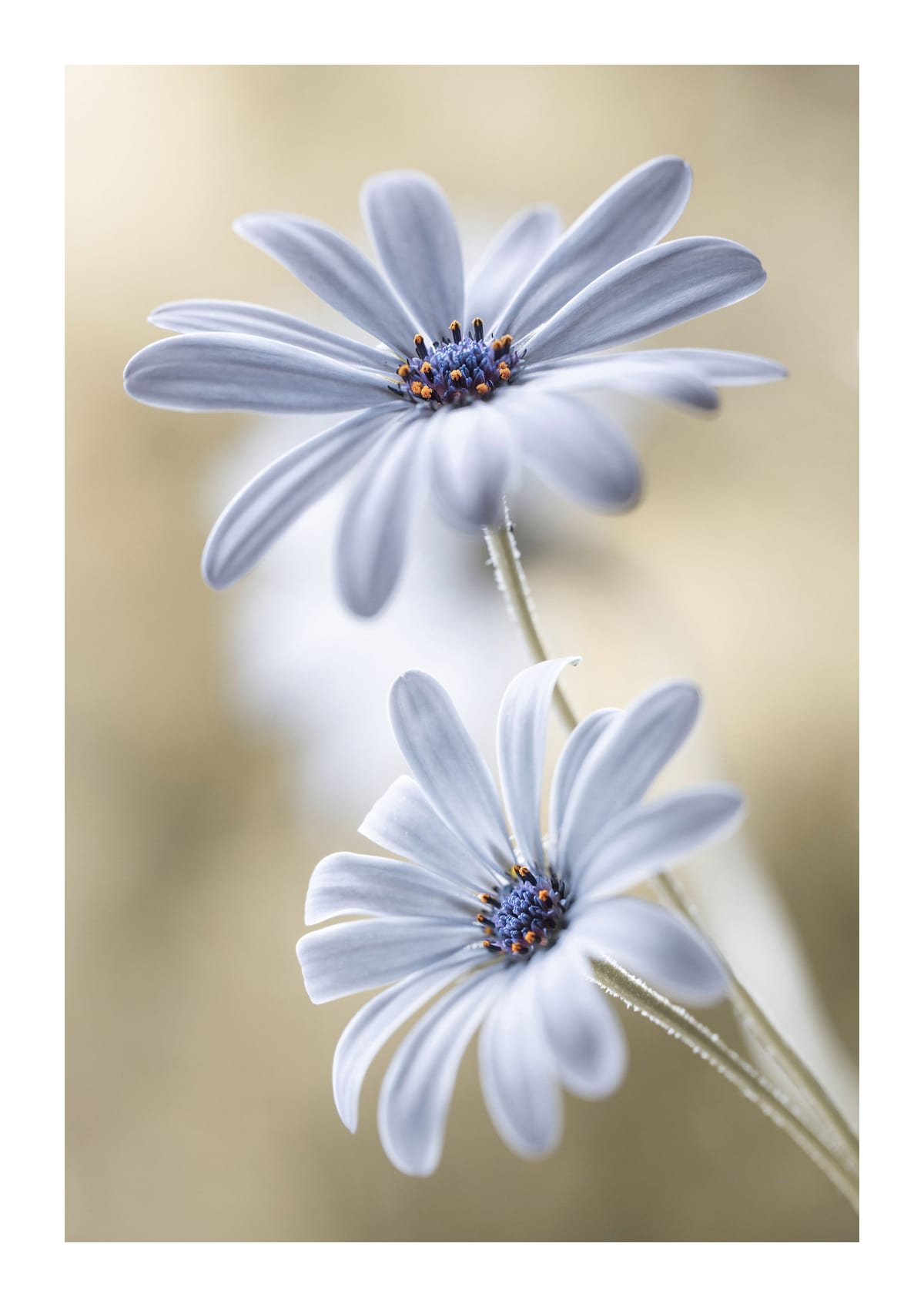 variant-21x30_with-margin