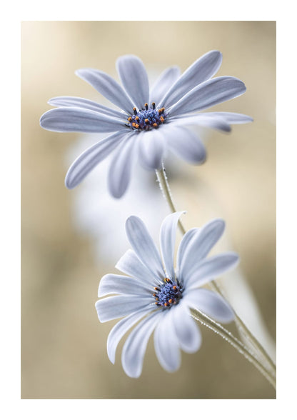 variant-21x30_with-margin