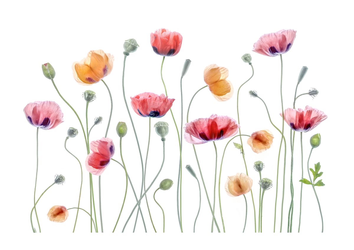 variant-21x30_with-margin