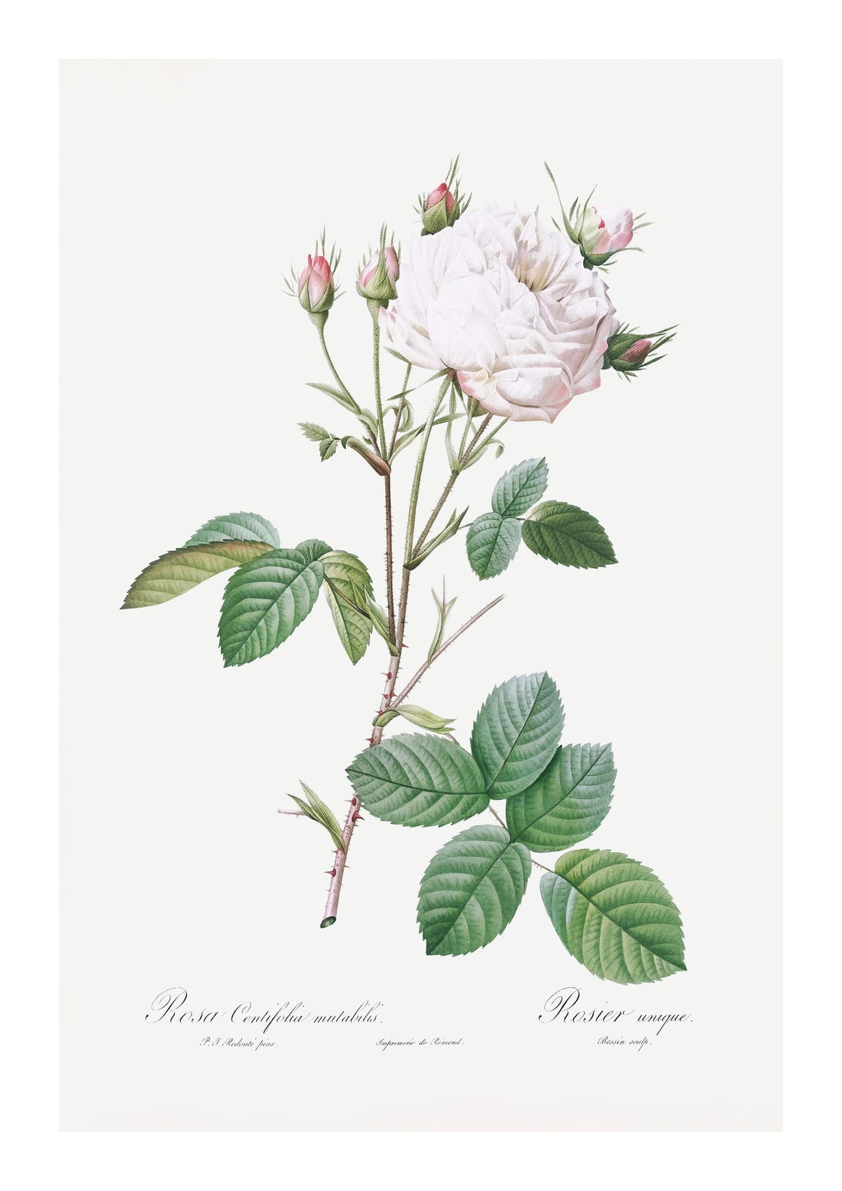 variant-21x30_with-margin