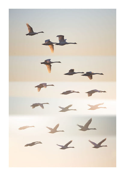 variant-21x30_with-margin