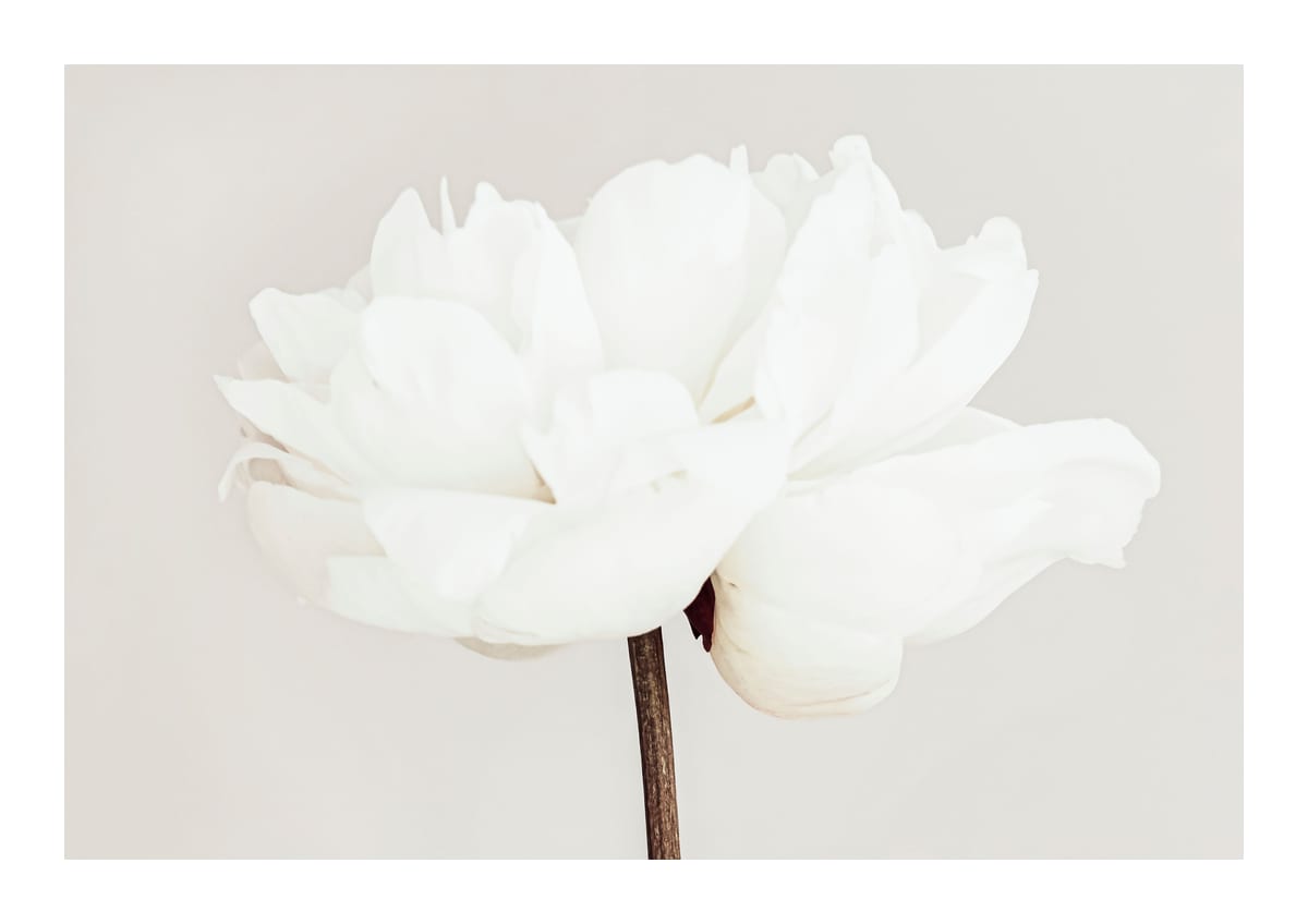 variant-21x30_with-margin
