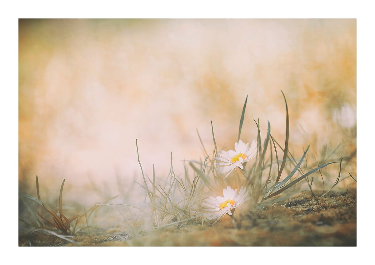 variant-21x30_with-margin