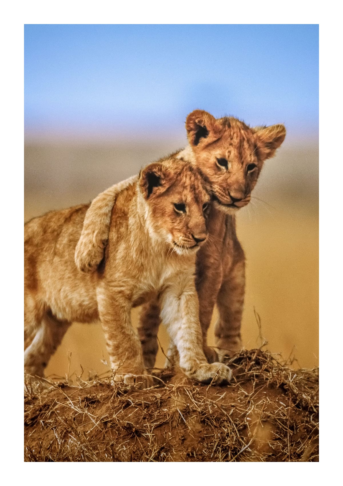 variant-21x30_with-margin