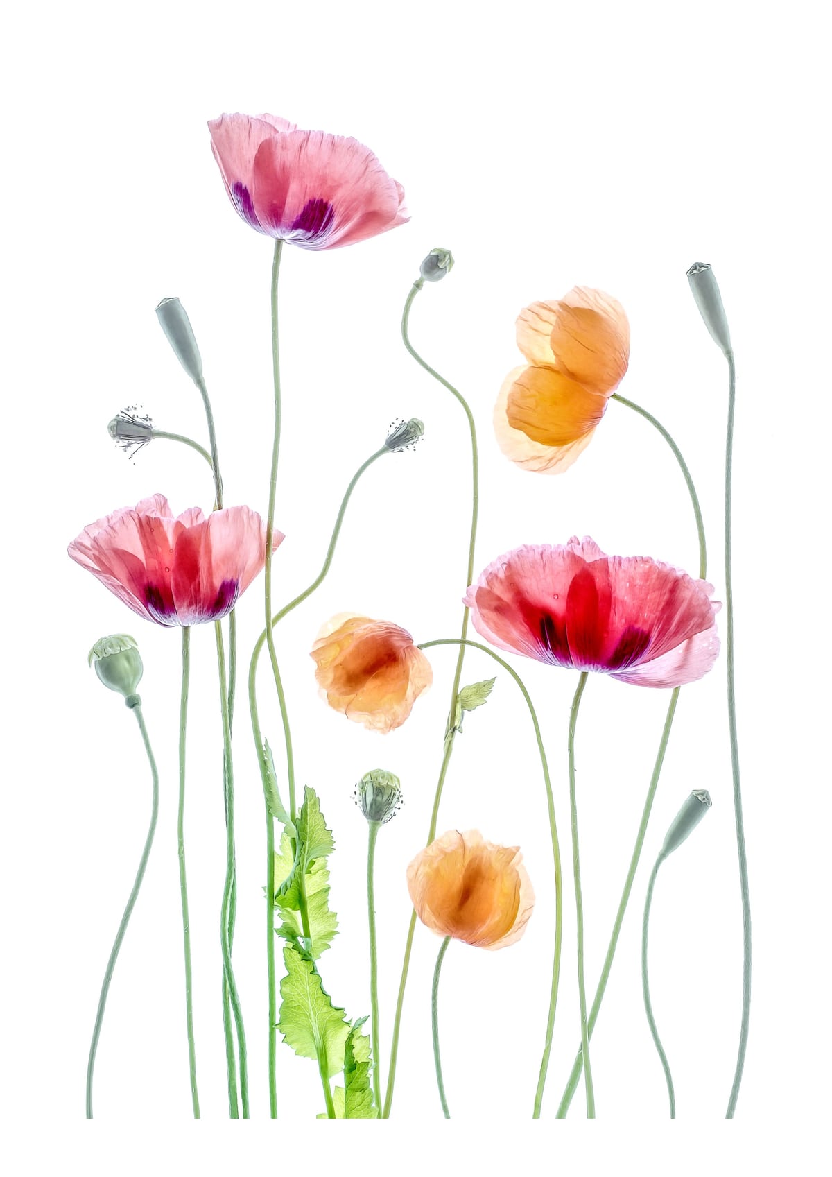 variant-21x30_with-margin