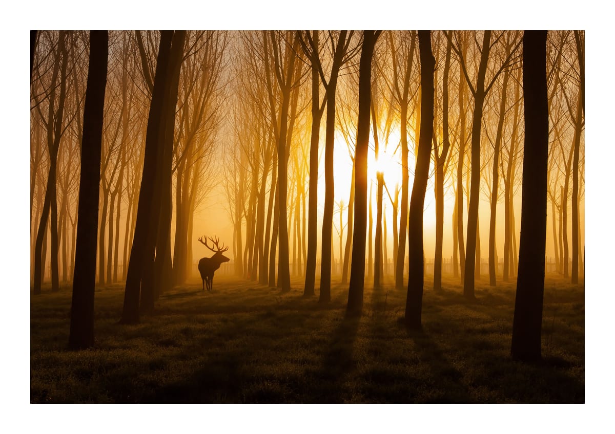 variant-21x30_with-margin