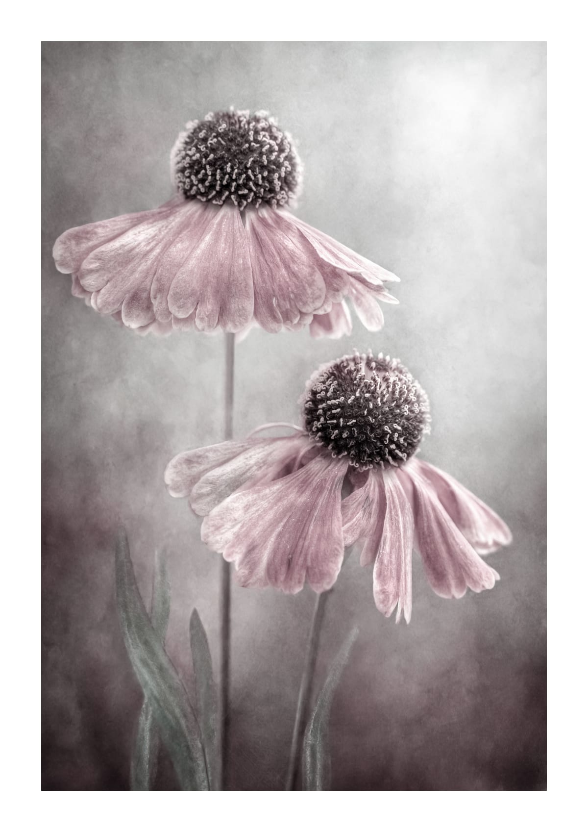 variant-21x30_with-margin