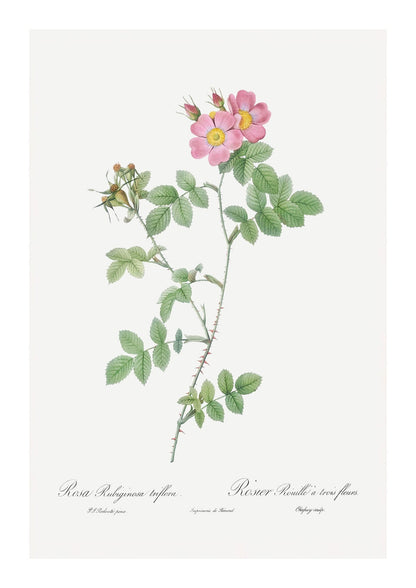 variant-21x30_with-margin