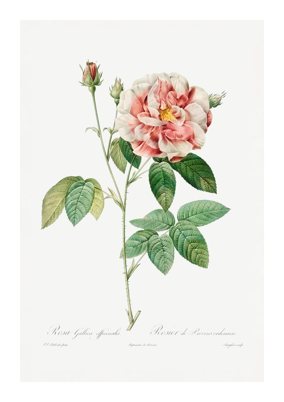 variant-21x30_with-margin