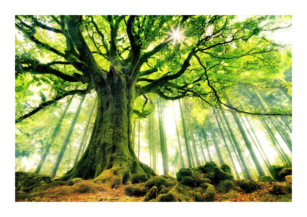 variant-21x30_with-margin