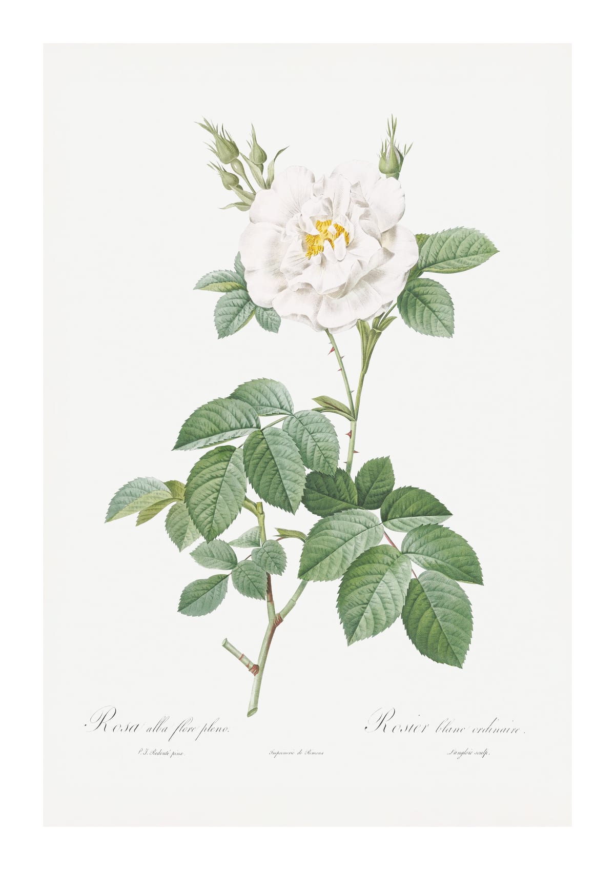variant-21x30_with-margin