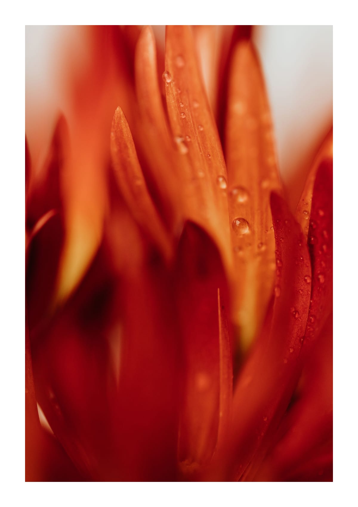 variant-21x30_with-margin