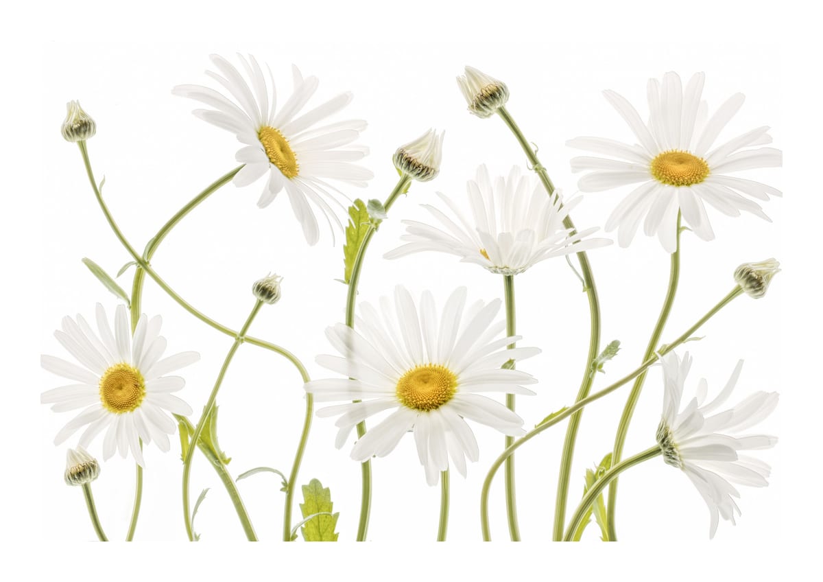 variant-21x30_with-margin