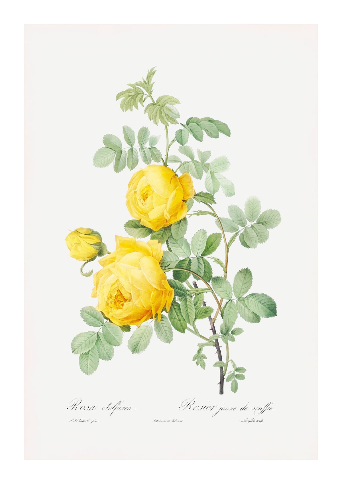 variant-21x30_with-margin