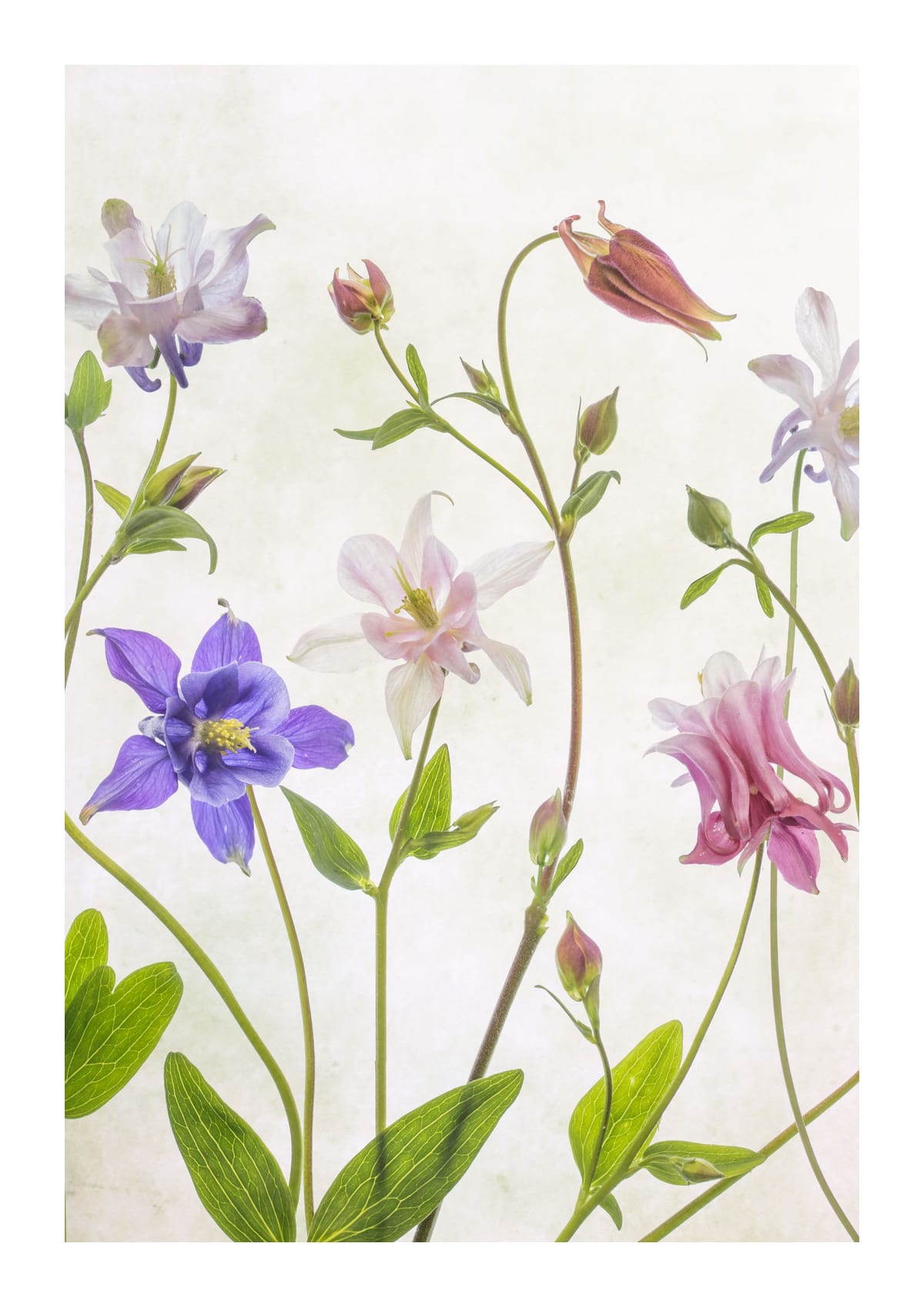 variant-21x30_with-margin