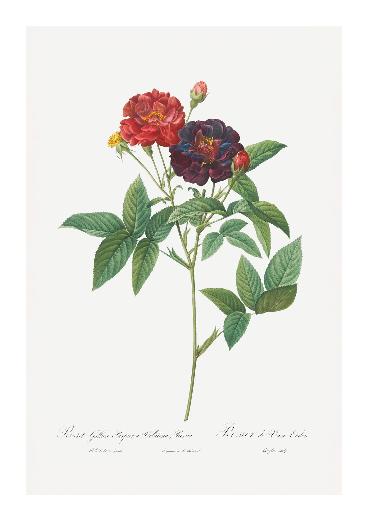 variant-21x30_with-margin