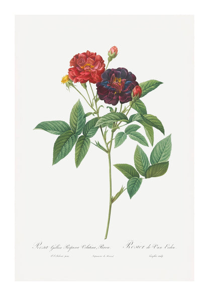 variant-21x30_with-margin