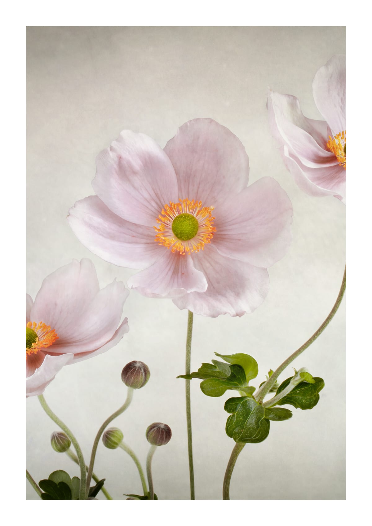 variant-21x30_with-margin