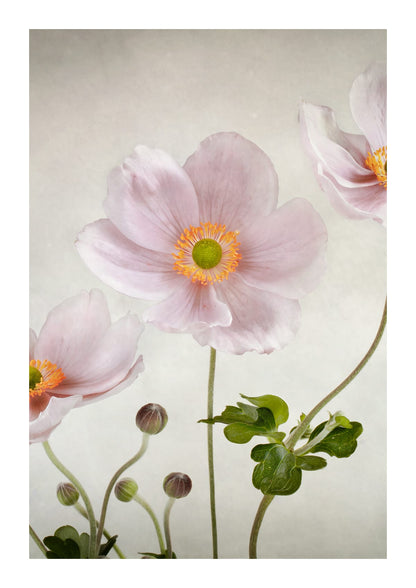 variant-21x30_with-margin