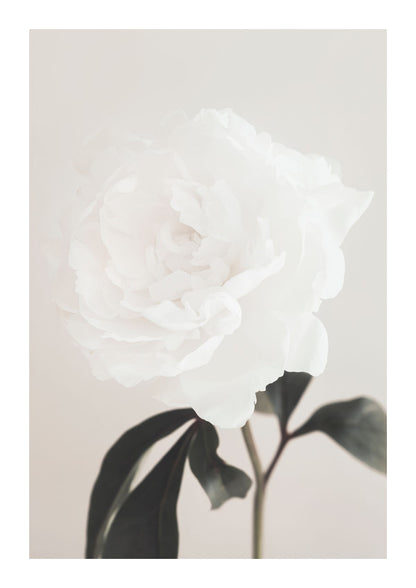 variant-21x30_with-margin