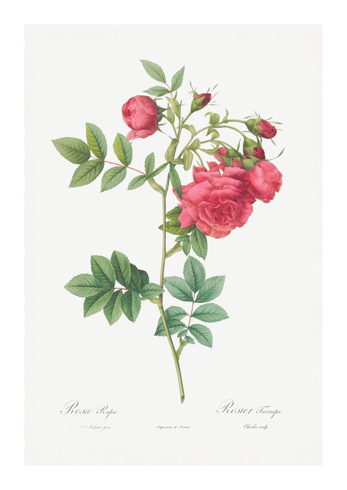 variant-21x30_with-margin