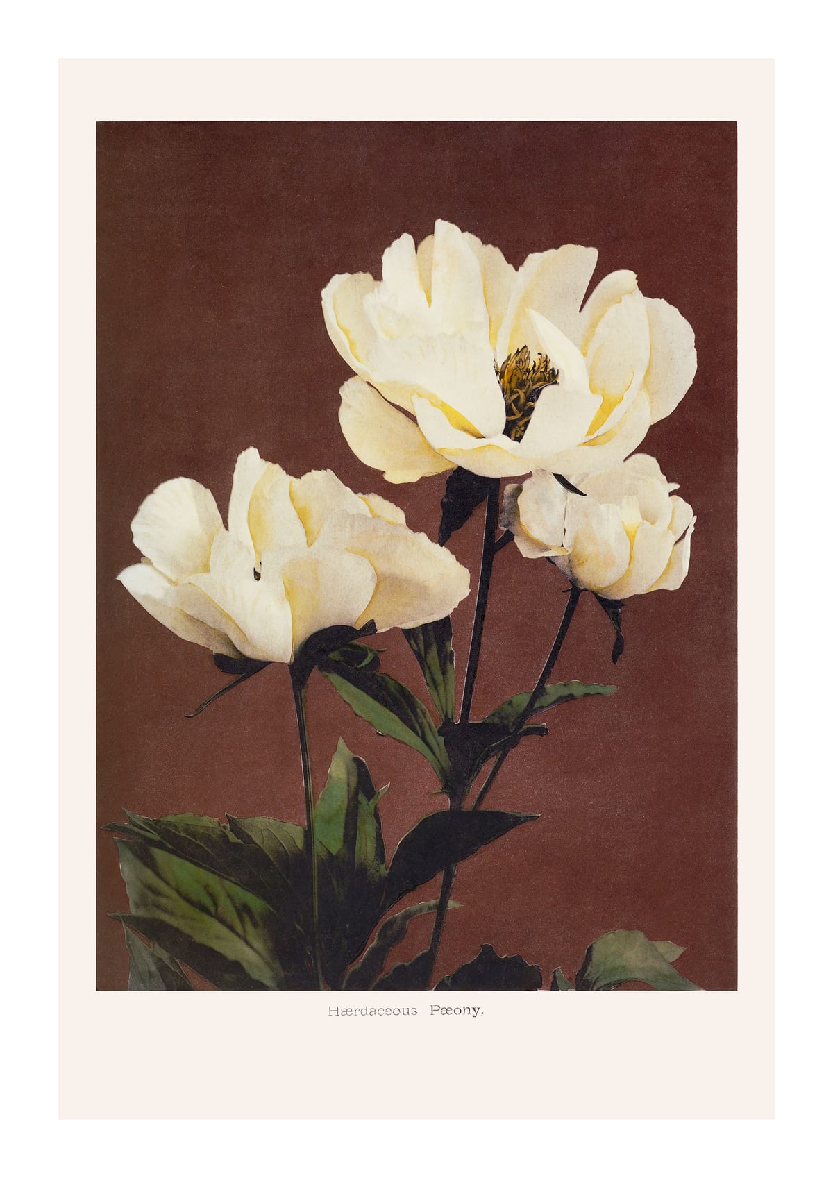 variant-21x30_with-margin