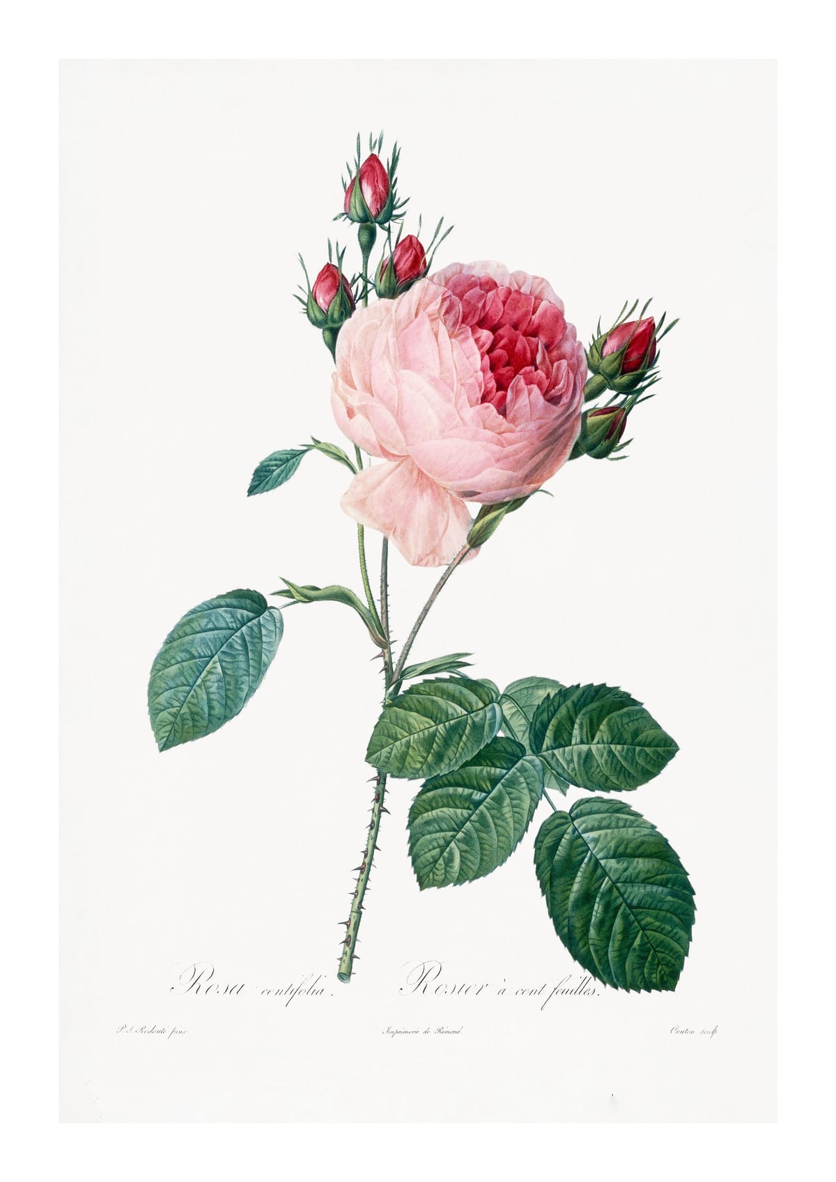 variant-21x30_with-margin