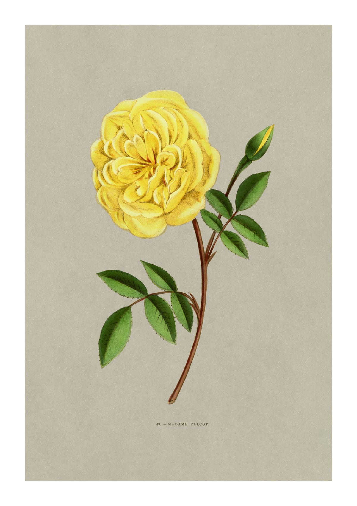 variant-21x30_with-margin