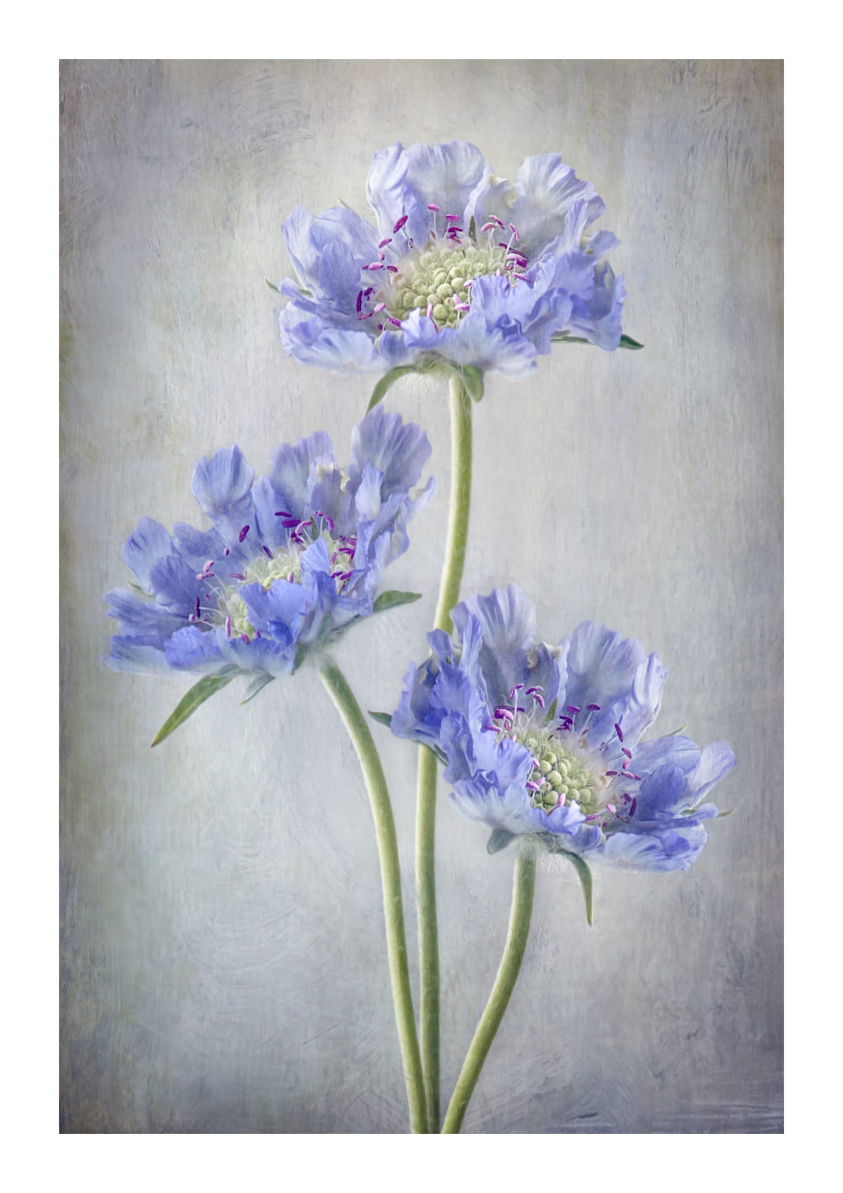 variant-21x30_with-margin