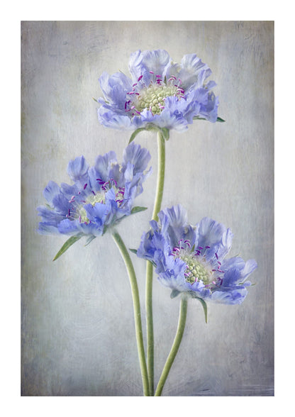 variant-21x30_with-margin