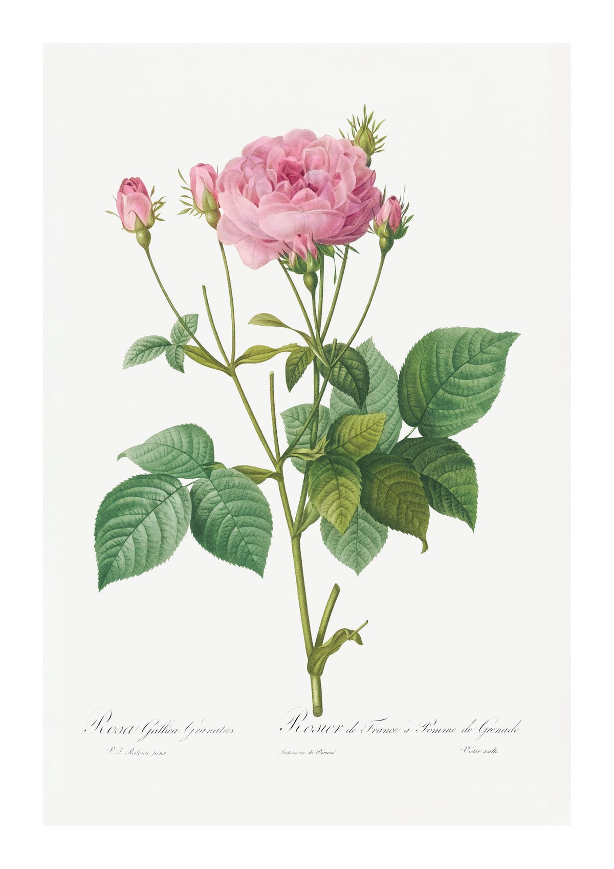 variant-21x30_with-margin
