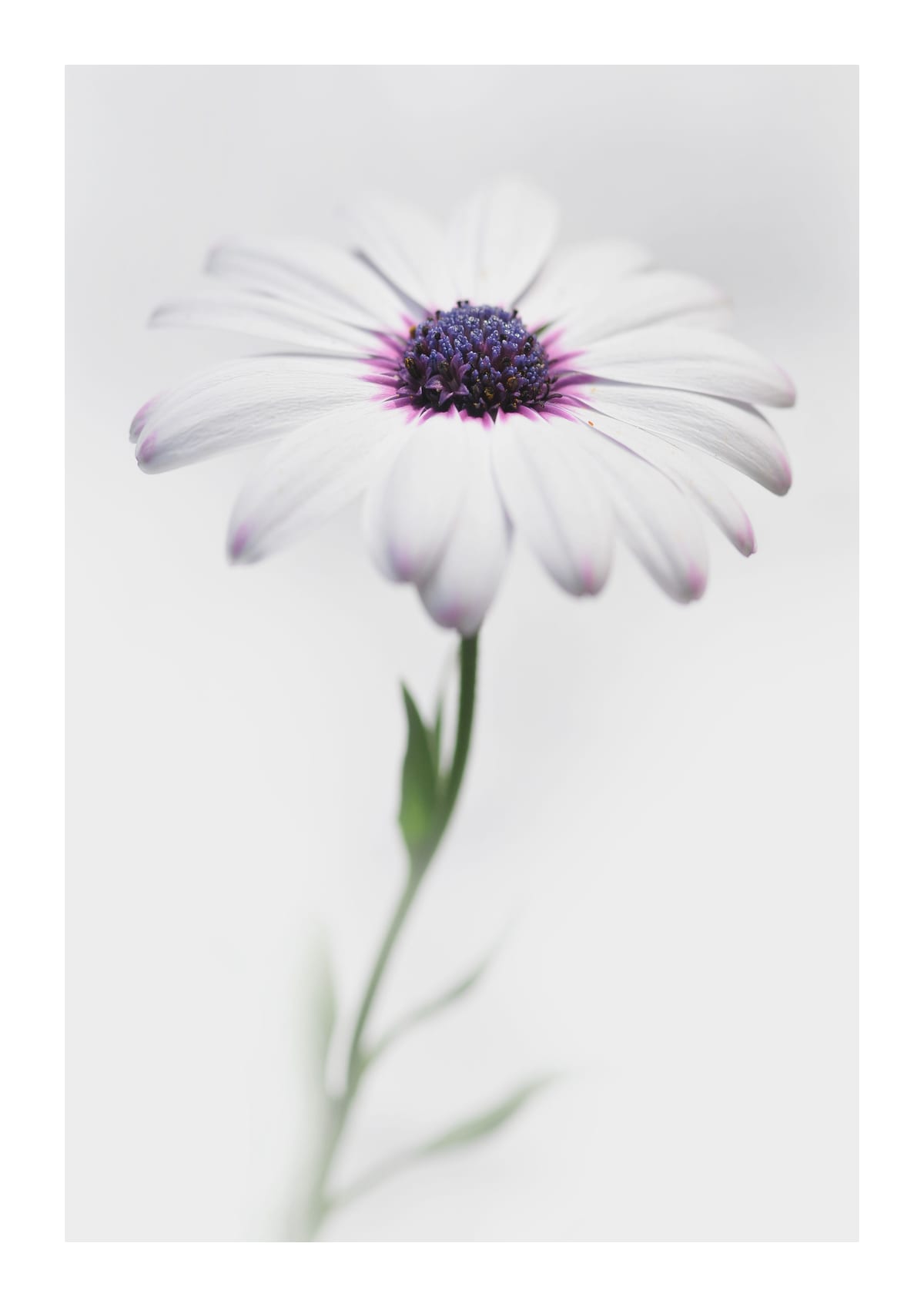 variant-21x30_with-margin