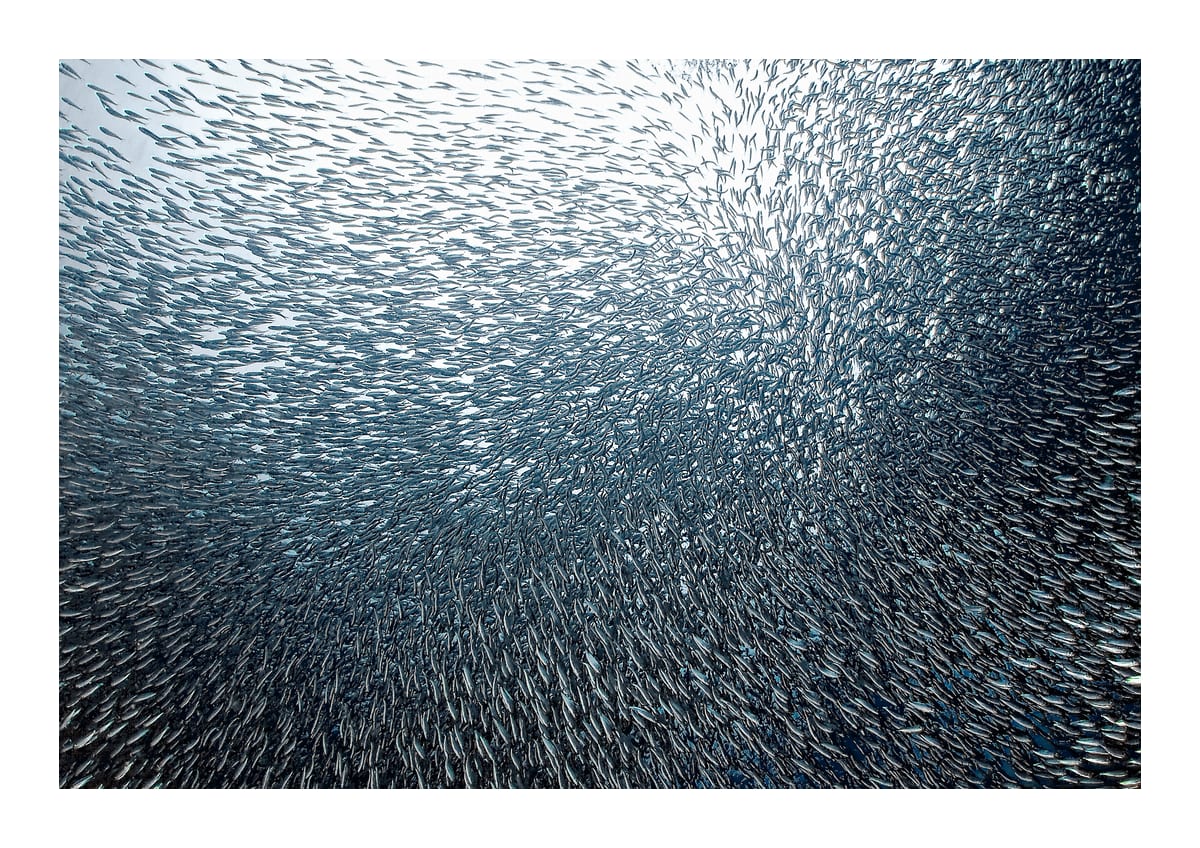 variant-21x30_with-margin