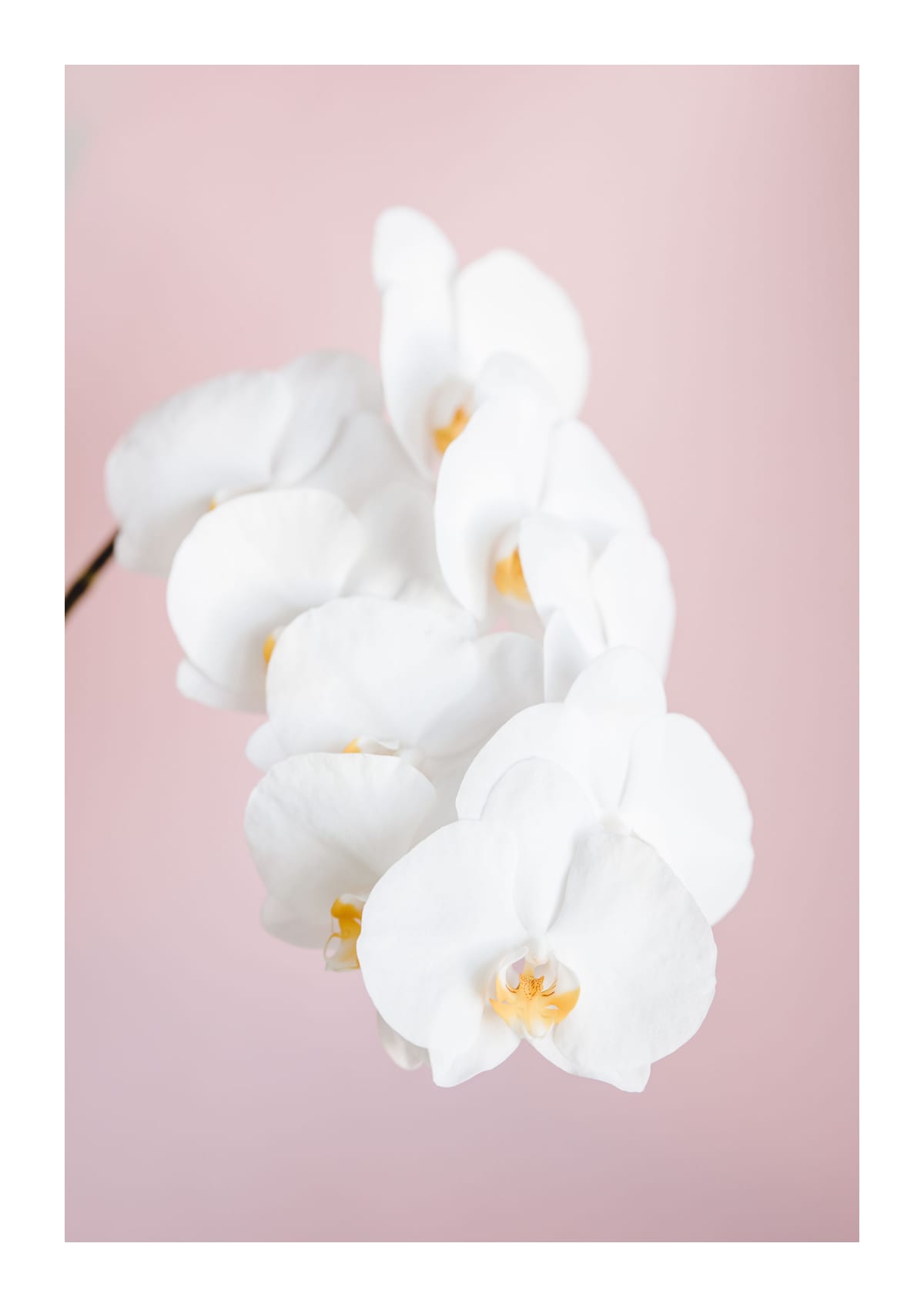 variant-21x30_with-margin