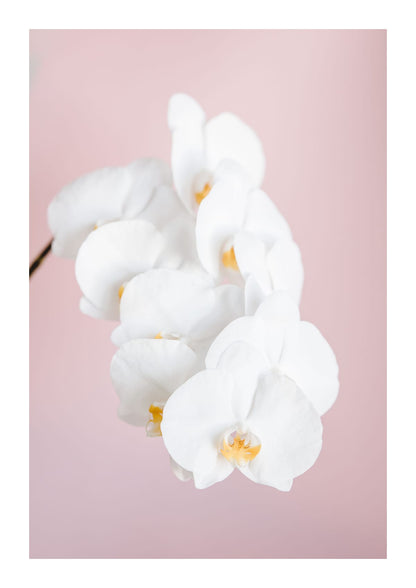 variant-21x30_with-margin