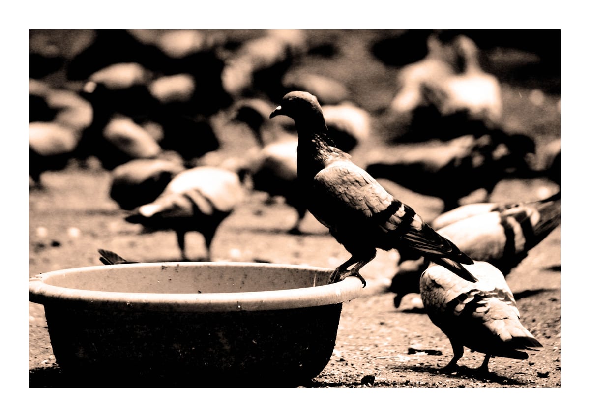 variant-21x30_with-margin